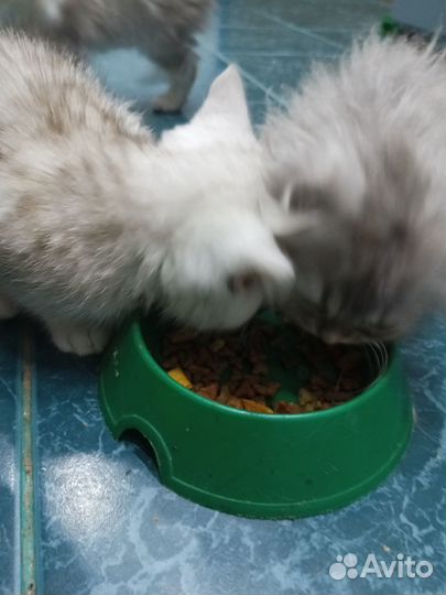 Продаются котята и кошка