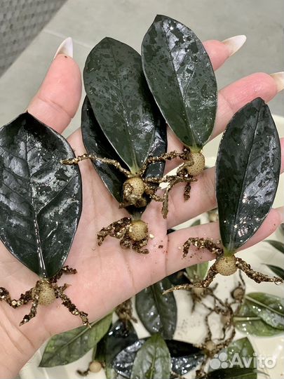 Замиокулькас черный равен