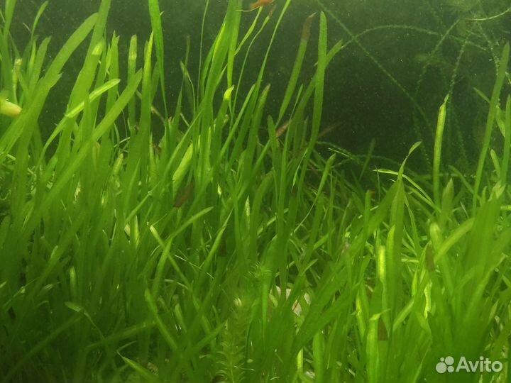 Аквариумные растения
