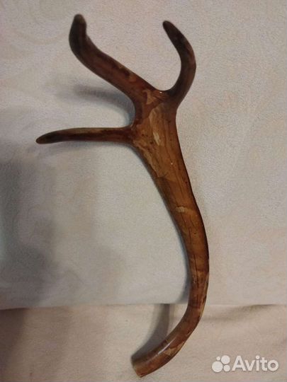 Рог оленя