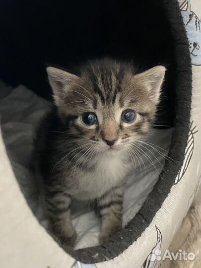 Чудесные котята