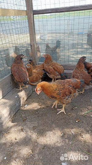 Цыплята подрощеные
