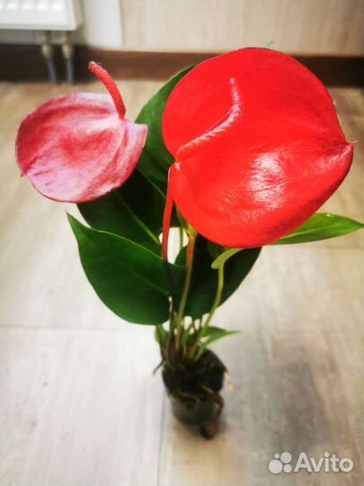 Антуриум Шерцера