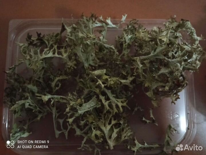 Цетрария, исландский мох, ирландский мох