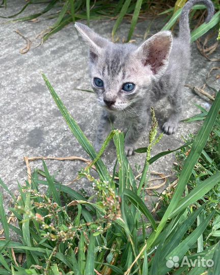 Котята девон-рекс девочка