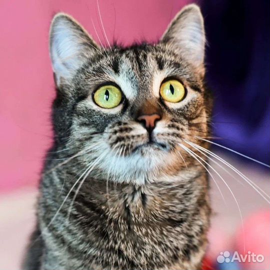 Кошечка в дар