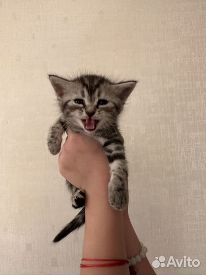 Котята отдам даром