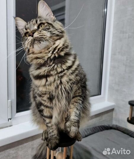 Кошки мейн-кун