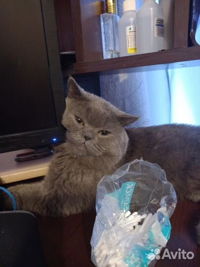 Шотландский кот