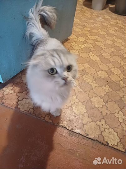 Шотландская вислоухая кошка бесплатно