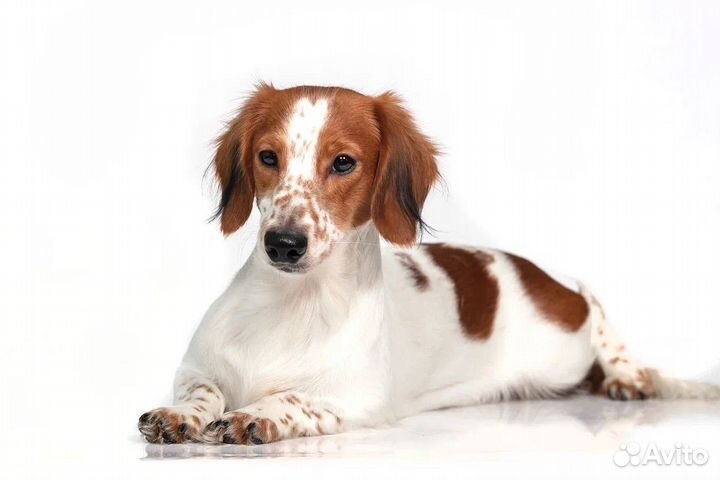 Вязка Длинношерстная такса окрас пайболд