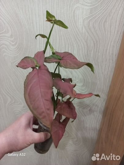 Сингониум орм нак