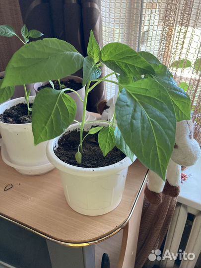 Перец болгарский