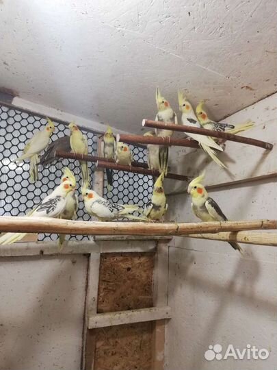 Попугайчики молодежь