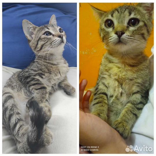 Котенок-мальчик и котенок-девочка крымских кошек