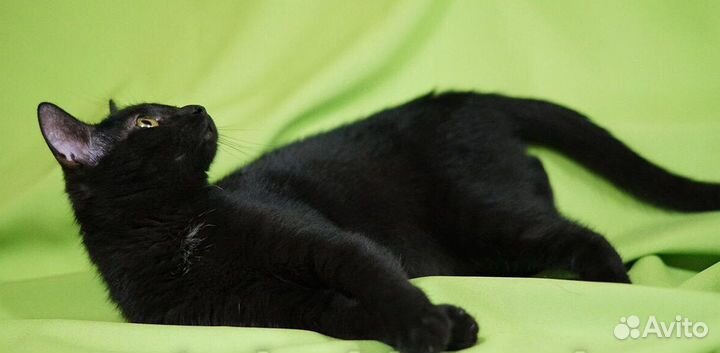 Маленькая пантерка - кошечка 1 год