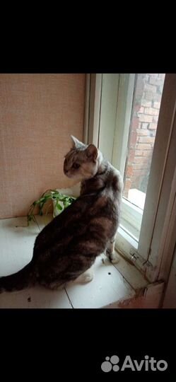 Котик молодой шотландец