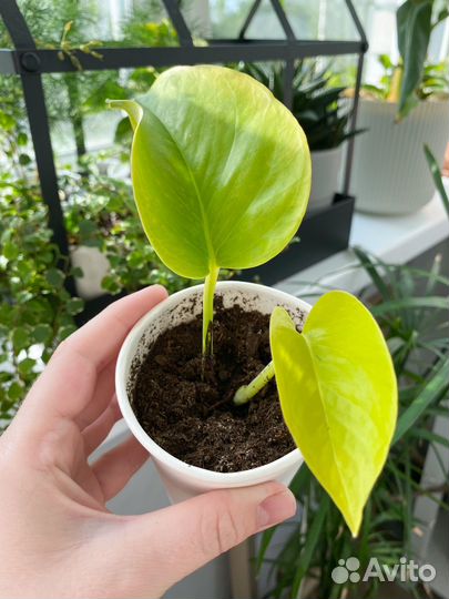 Сциндапсус неон