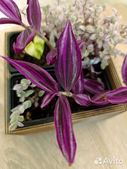 Традесканция Пинк Парадайз