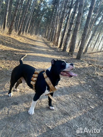 Стаффордширский терьер на вязку жених