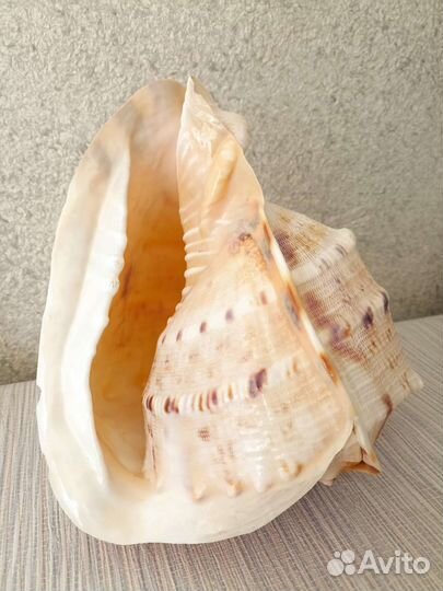 Ракушка морская раковина огромная 24 см