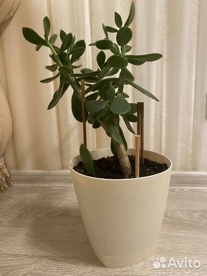 Денежное дерево толстянка