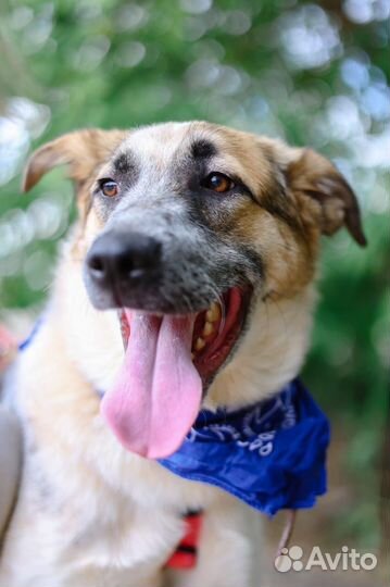 Малыш Микс в добрые руки