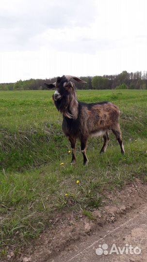 Продам козла 2.5 года