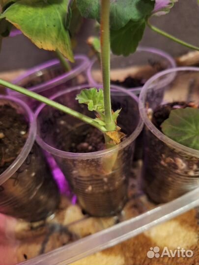 Пеларгония герань Набор