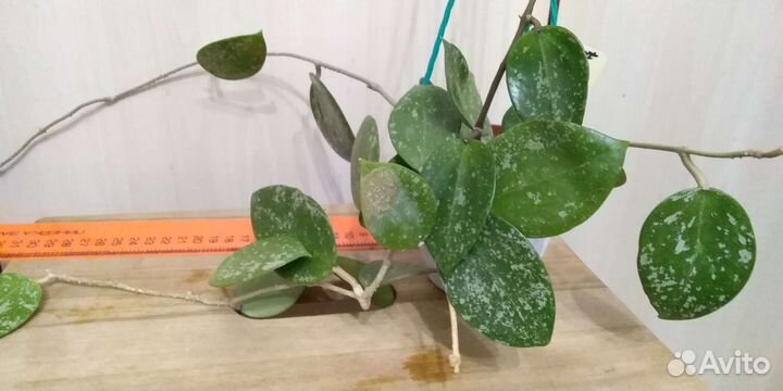 Хойи набором или взрослые растения