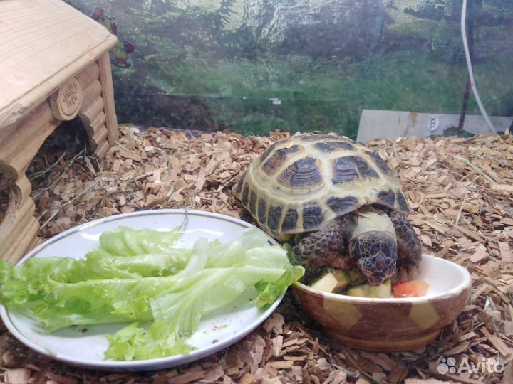 Черепашка сухопутная:)