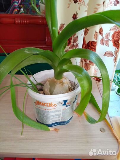 Лечебный индийский лук