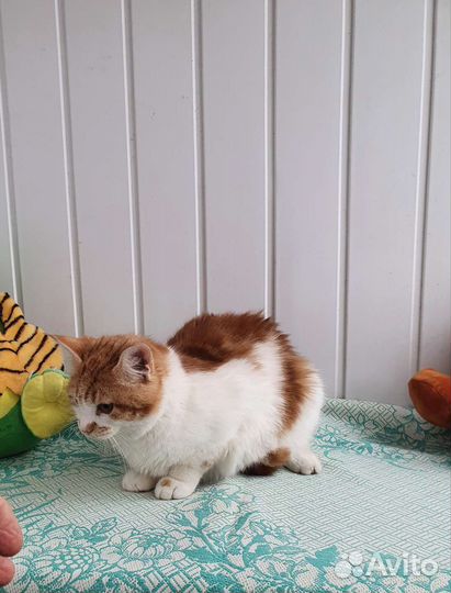 Кошка в дар бесплатно