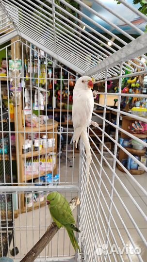 Ожереловый попугай