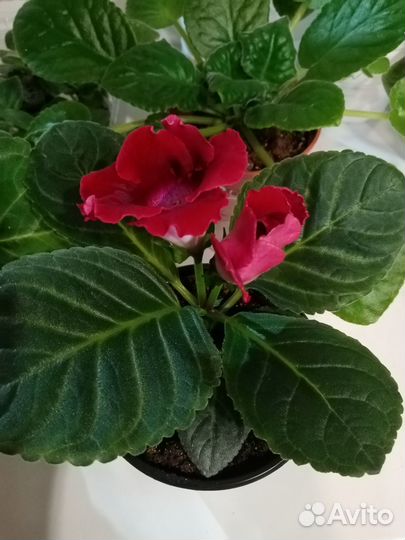 Глоксинья цветущая