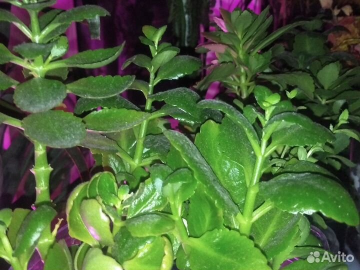 Традисканция тайская, каланхоэ цветущий