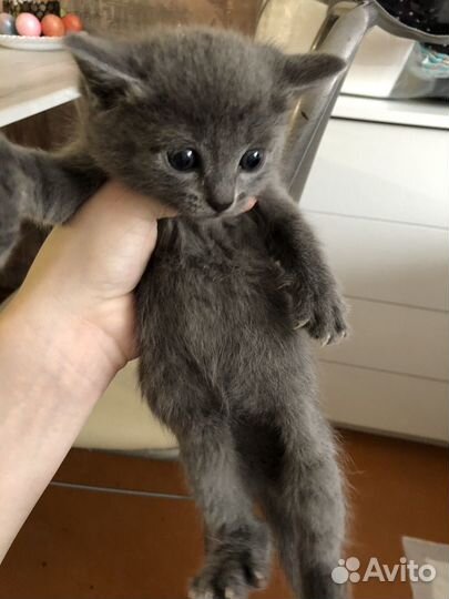 Котята британцы серые