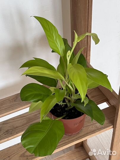 Комнатные цветы (все за 2500)