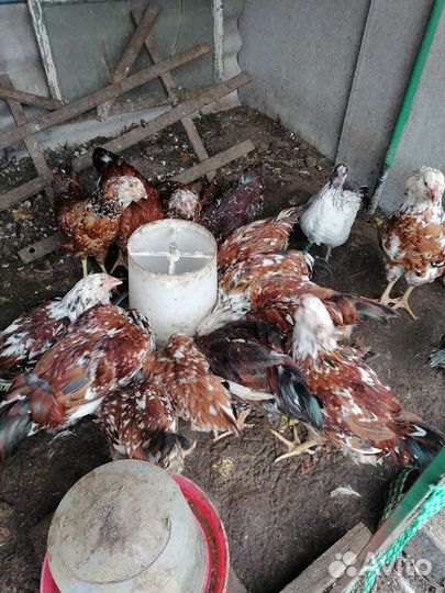 Орловская ситцевая порода кур