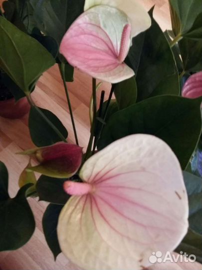Антуриумы разные