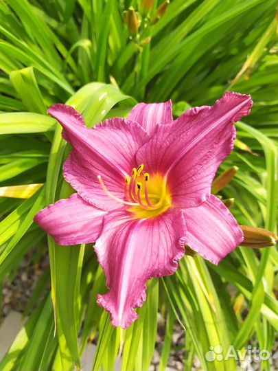 Лилейники сортовые