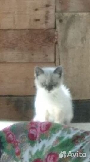 Котята в добрые руки бесплатно