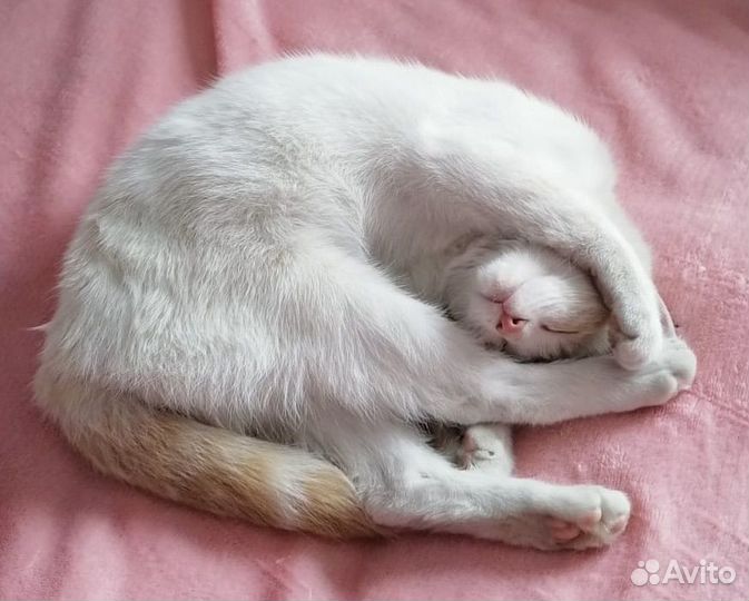 Котенок найден на улице