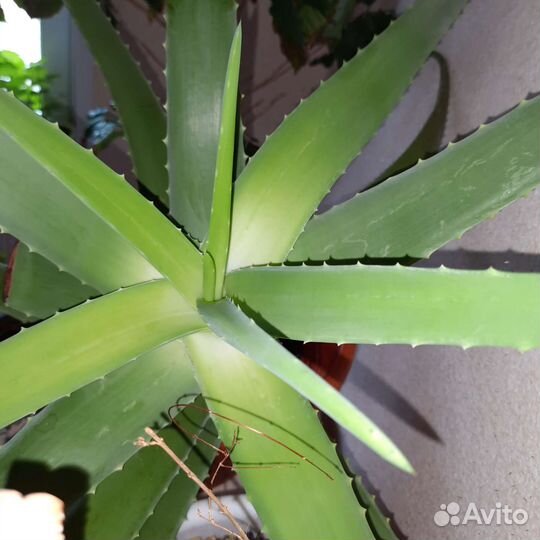 Комнатные растения цветы большие