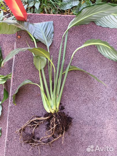 Спатифилиум сенсация