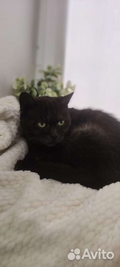 Британская