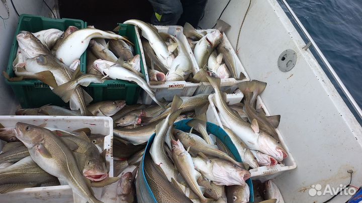 Треска свежепойманая