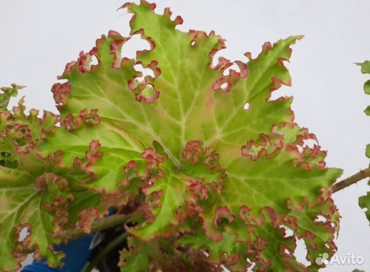 Комнатные растения цветы