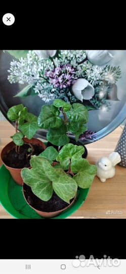 Плющ, Крестовник