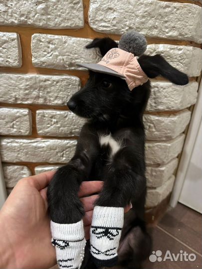 Шенок в добрые руки